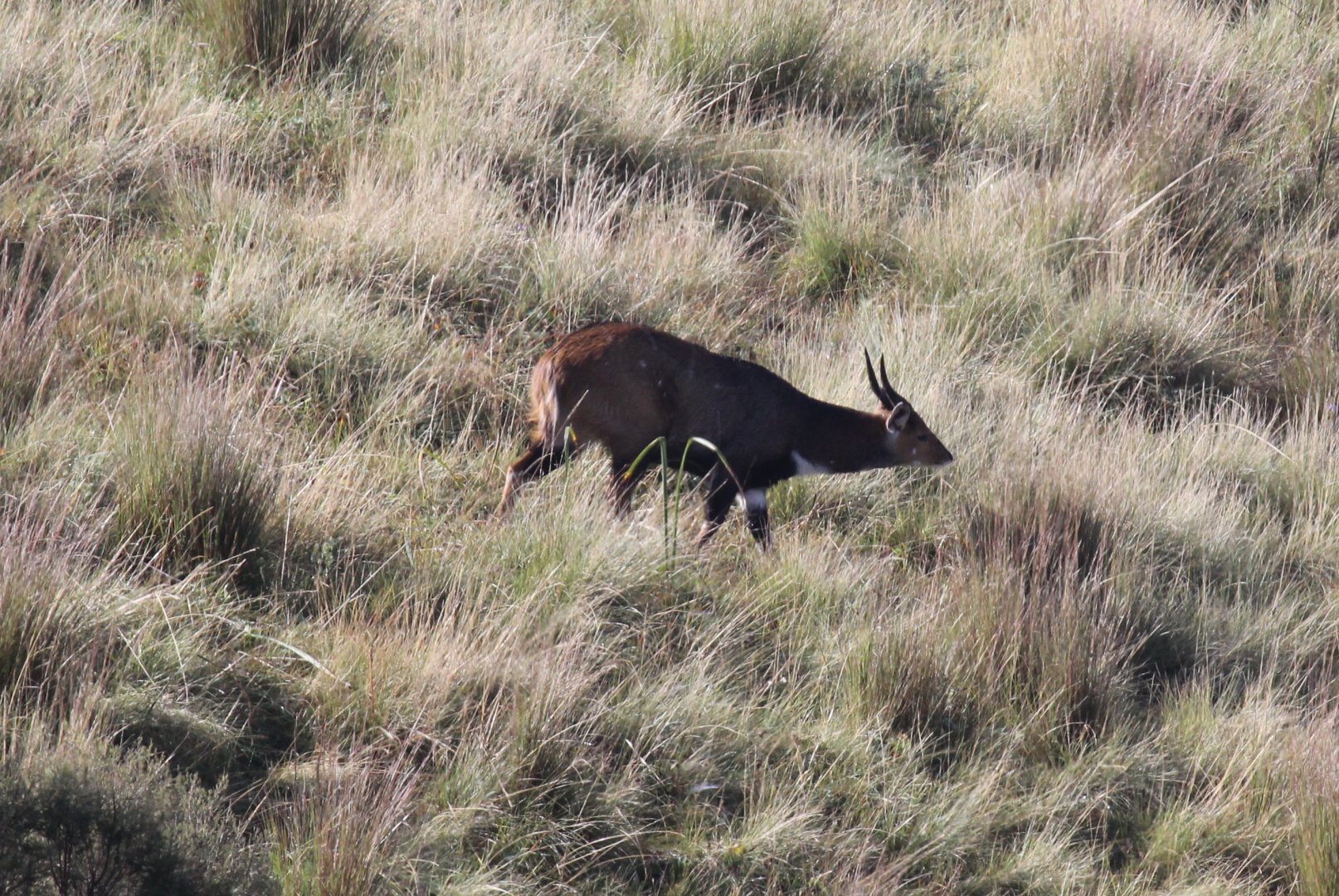 Menelik's Bushbuck (Tragelaphus scriptus meneliki)