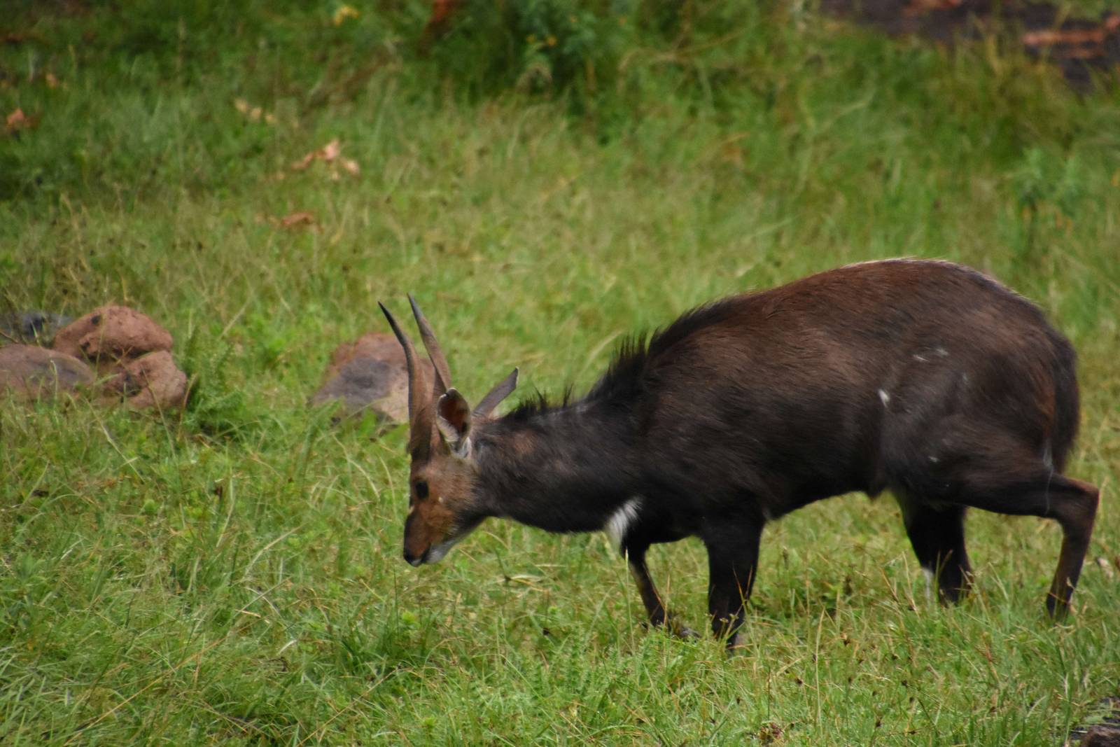 Menelik's bushbuck