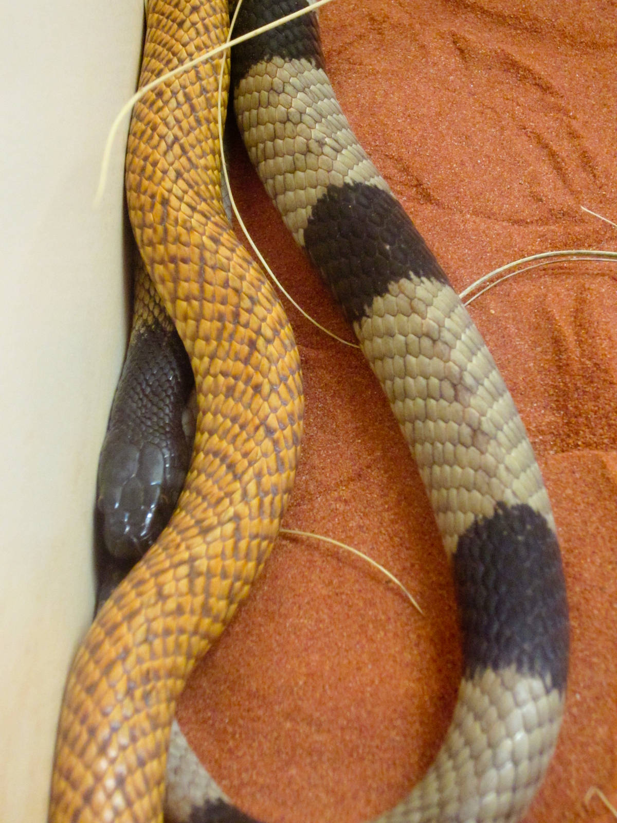 Mengden's Brown Snake (P. mengdeni)