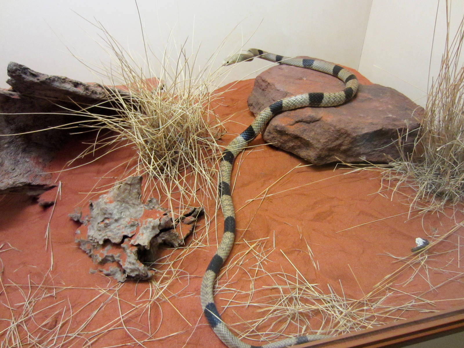 Mengden's Brown Snake (P. mengdeni)