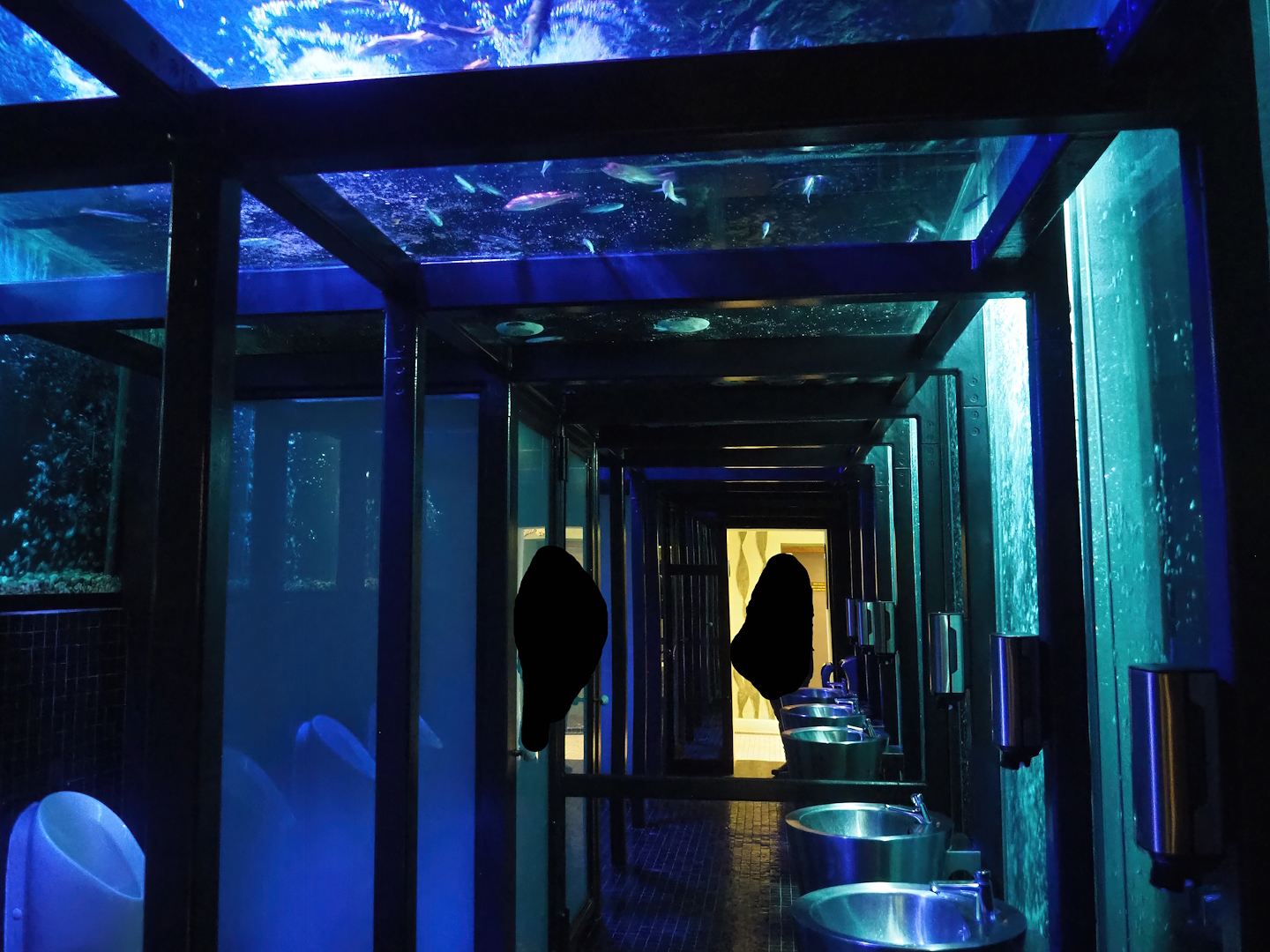 Men's bathroom under tank with African cichlids, 2023-10-13