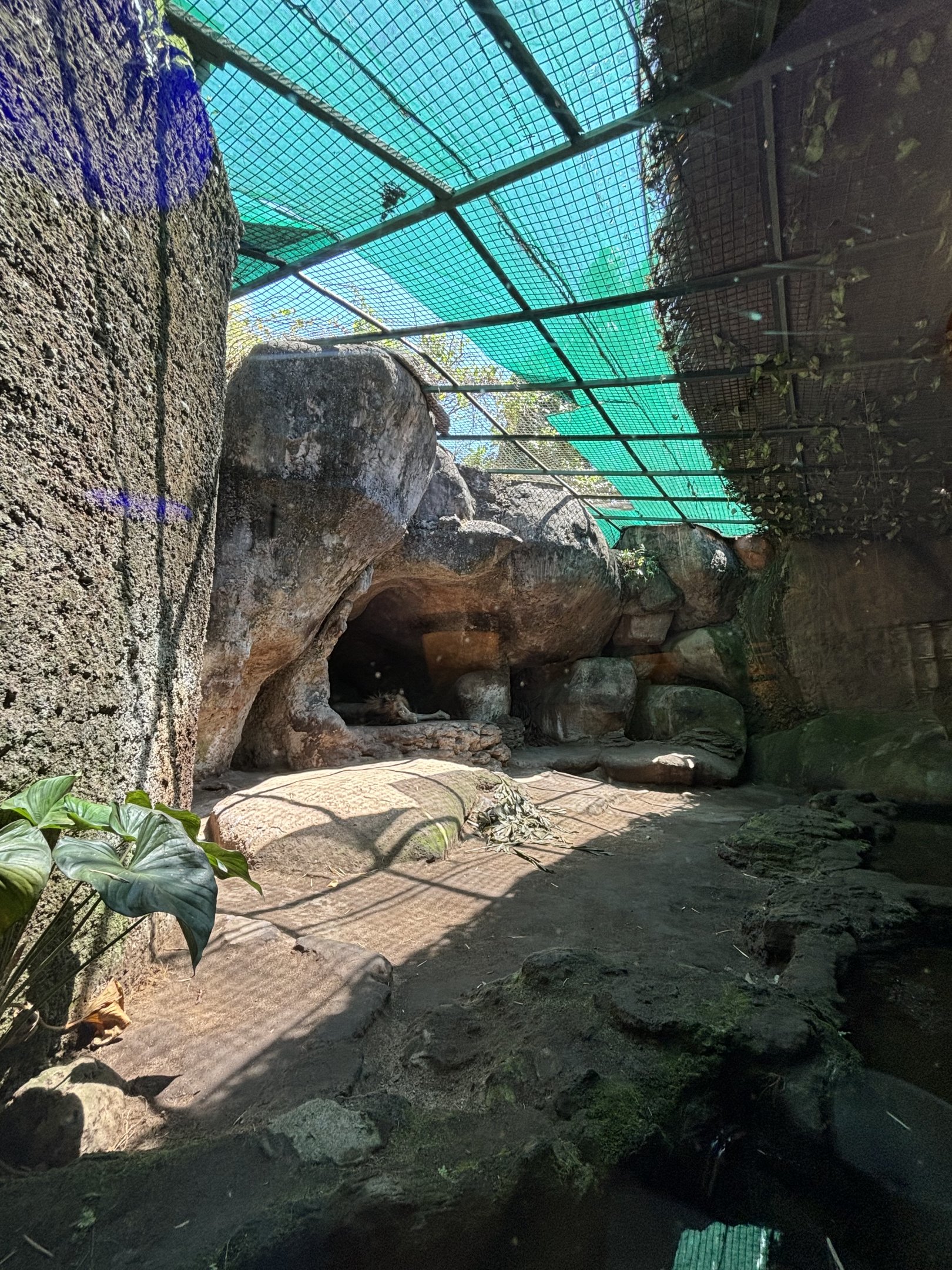 Men’s Toilet View - Lion Exhibit