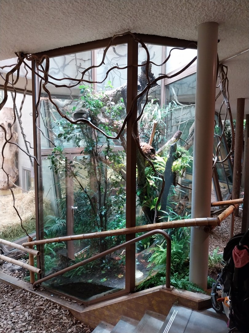 Menschenaffenhaus - Blue-spotted tree monitor enclosure