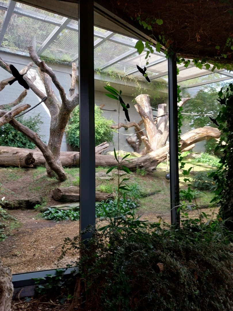 Menschenaffenhaus - Gorilla outdoors