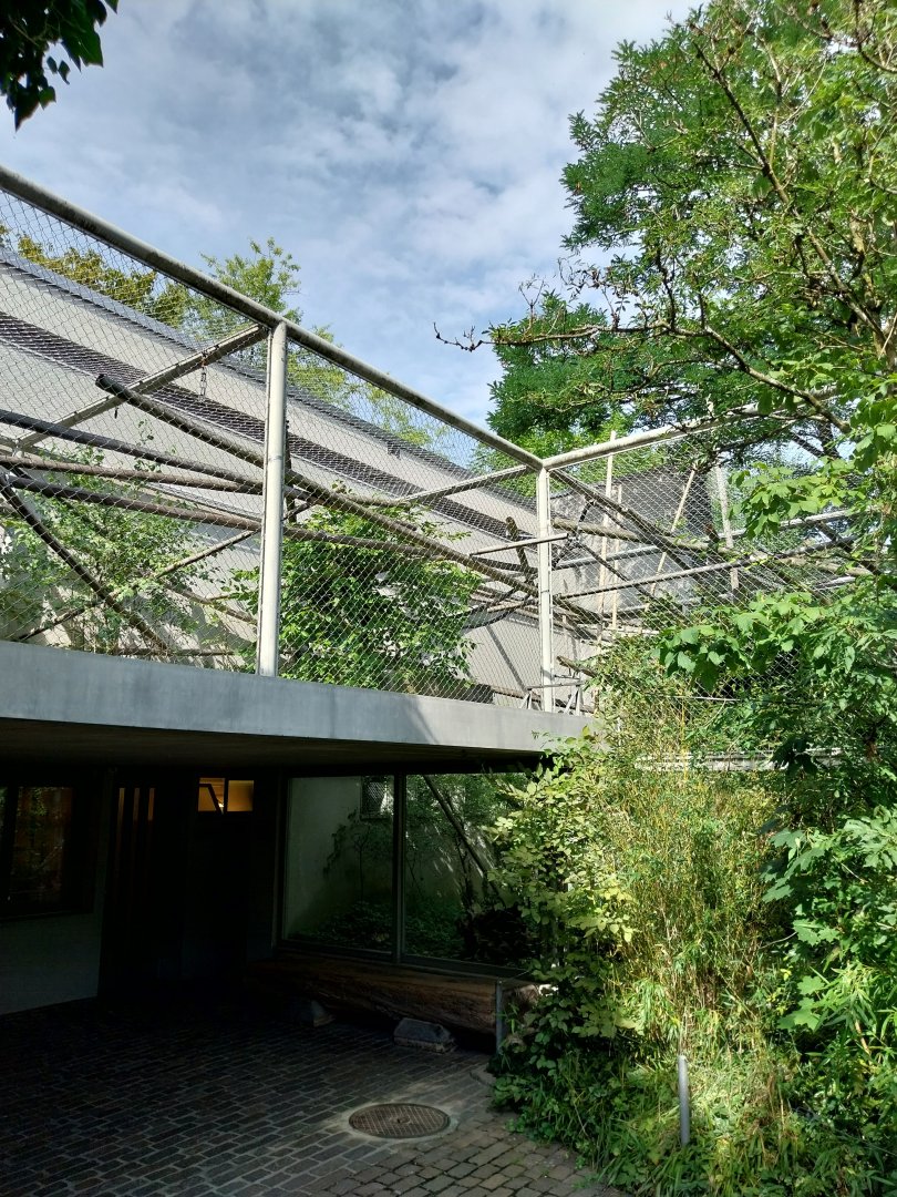 Menschenaffenhaus - Pileated gibbon enclosure