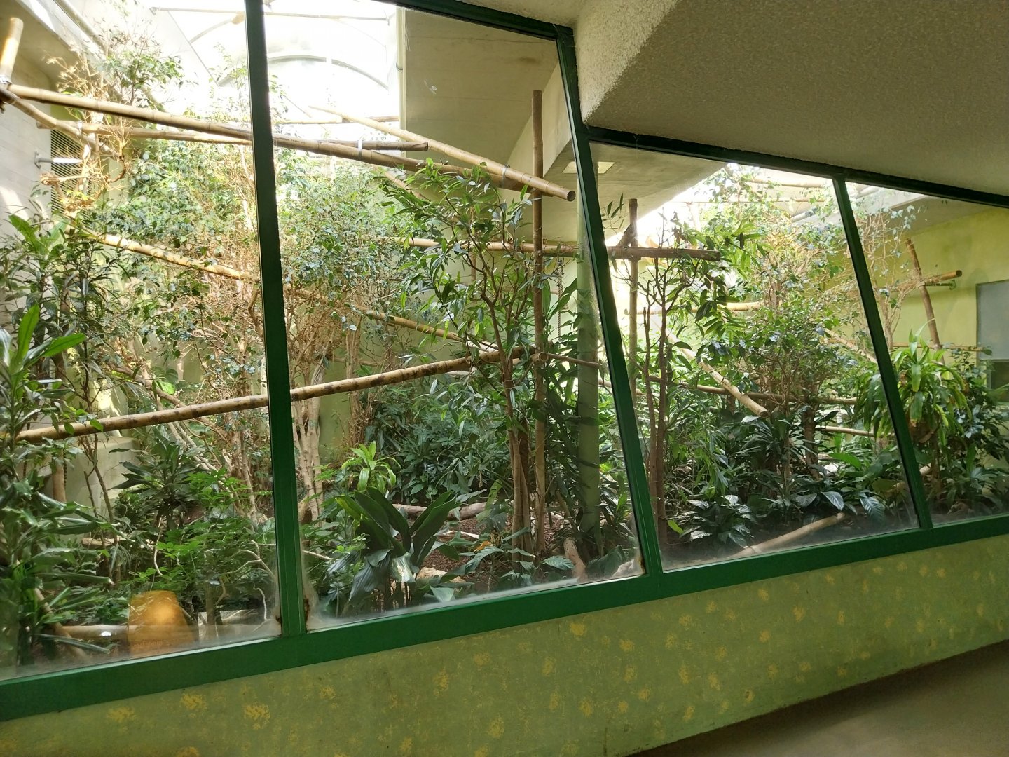 Menschenaffenhaus - Pileated gibbon enclosure
