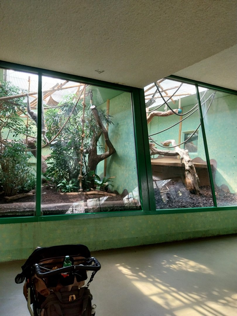 Menschenaffenhaus - Pileated gibbon indoors