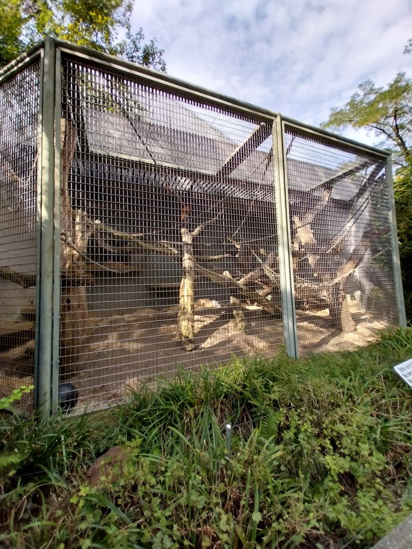 Menschenaffenhaus - Sumatran Orangutan enclosure