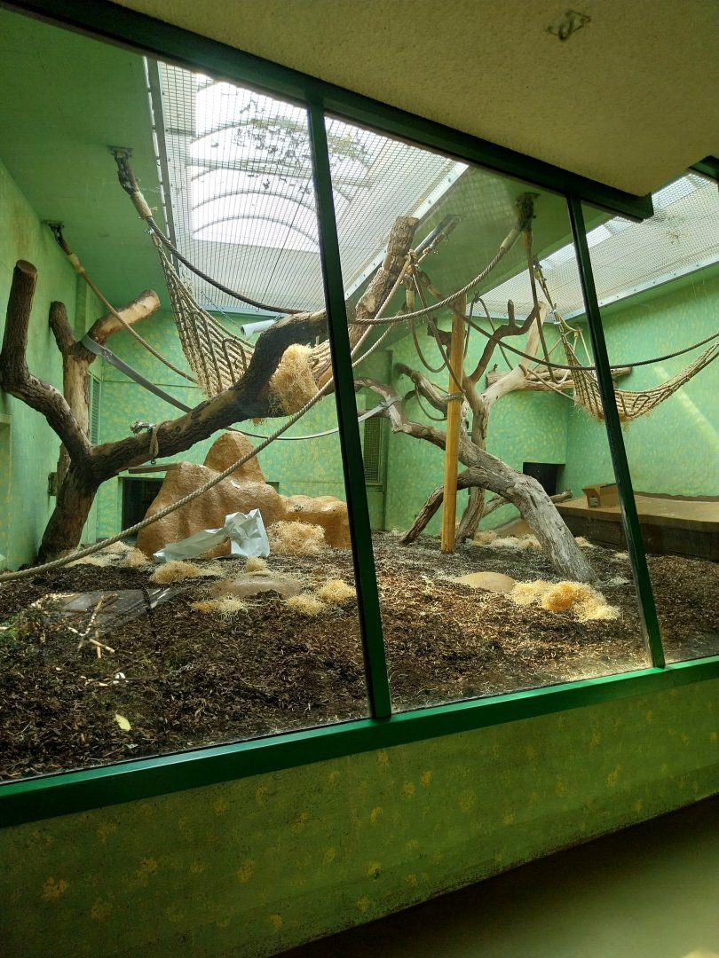 Menschenaffenhaus - Sumatran orangutan enclosure