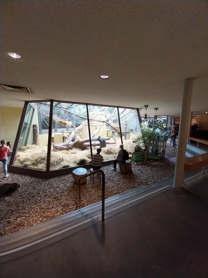 Menschenaffenhaus - Western lowland gorilla enclosure