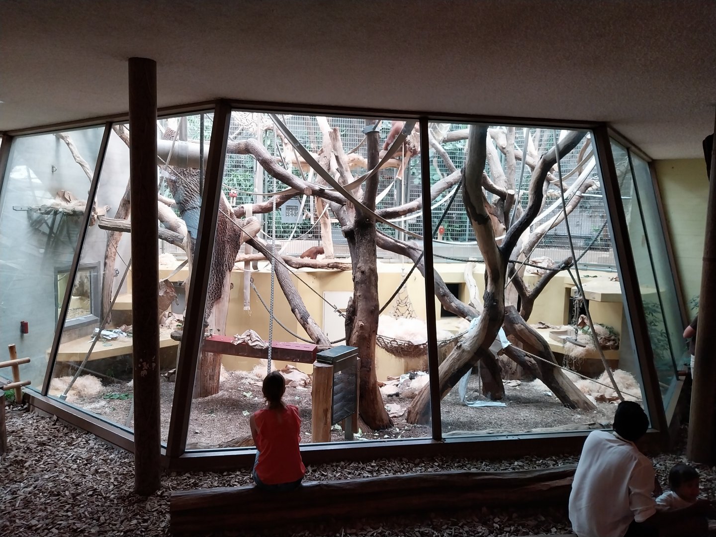 Menschenaffenhaus - Western lowland gorilla second enclosure