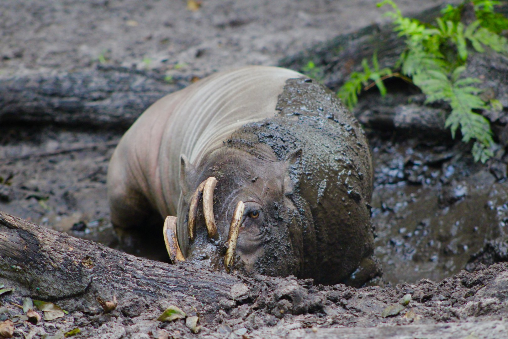 Mentari the Babirusa (Babyrousa celebensis)