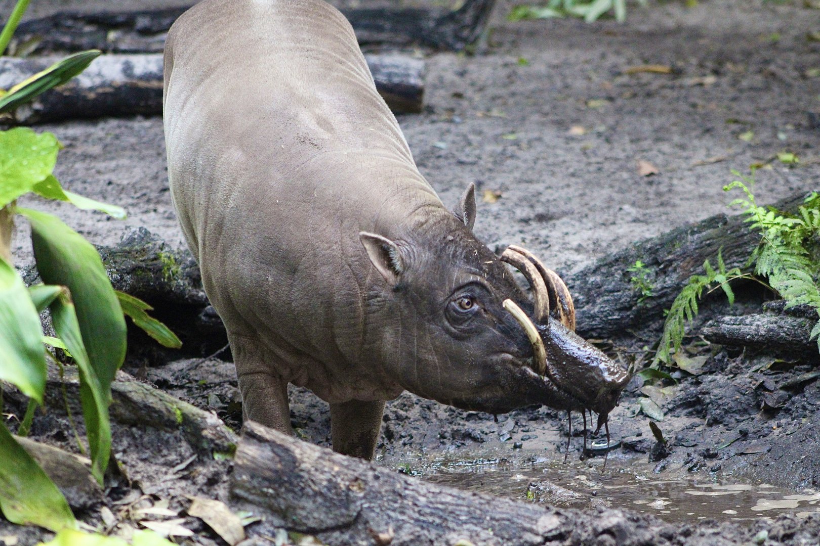 Mentari the Babirusa (Babyrousa celebensis)