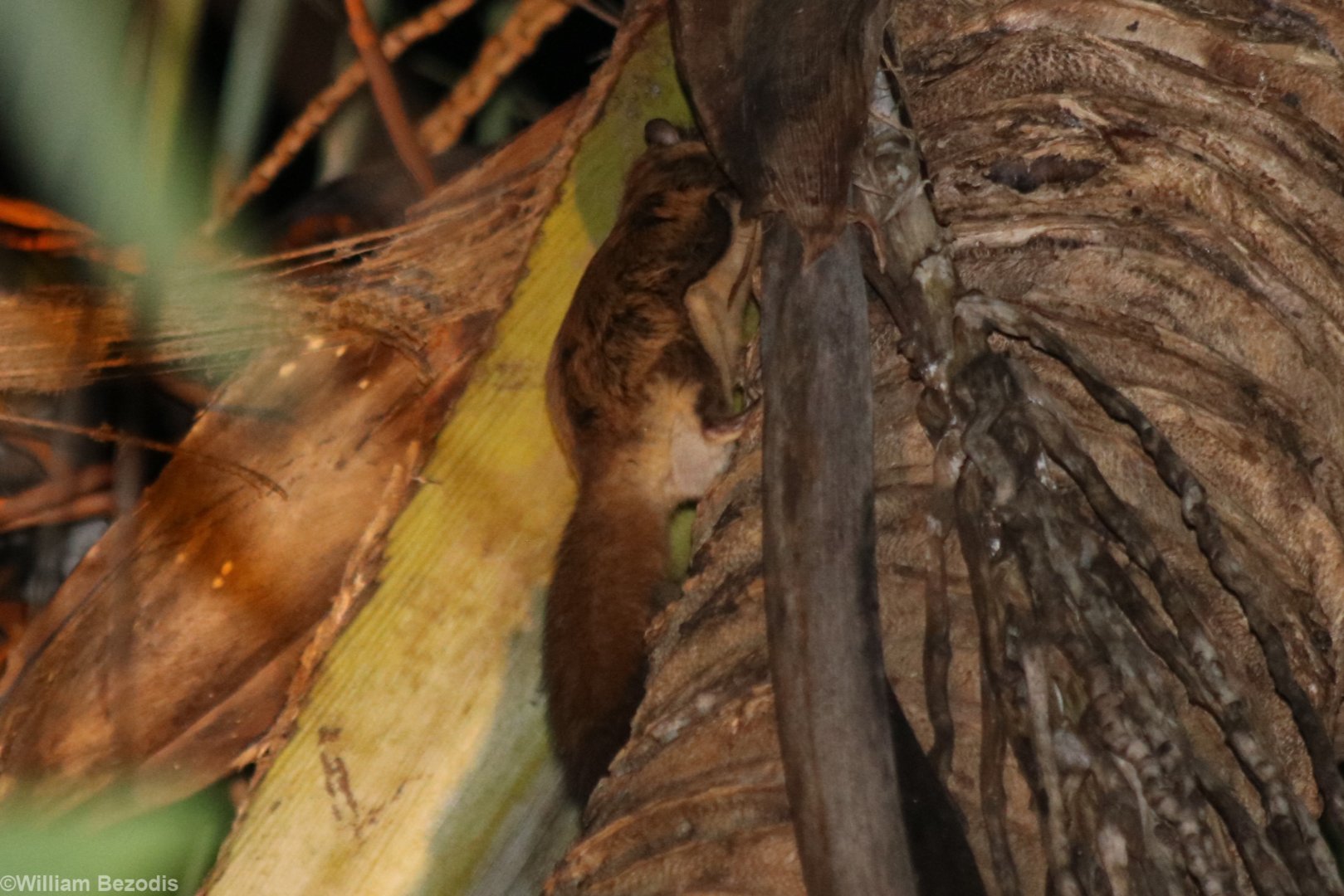 Mentawai Flying Squirrel Iomys sipora - Siberut
