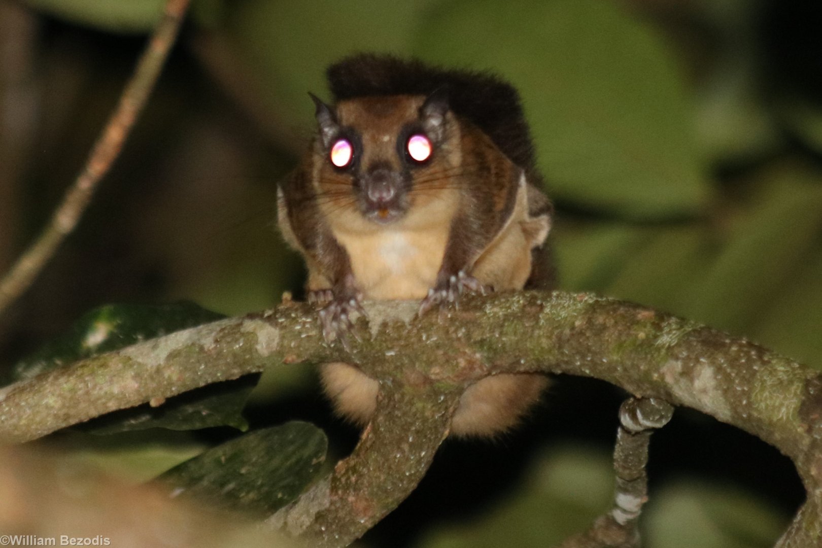 Mentawai Flying Squirrel Iomys sipora - Siberut