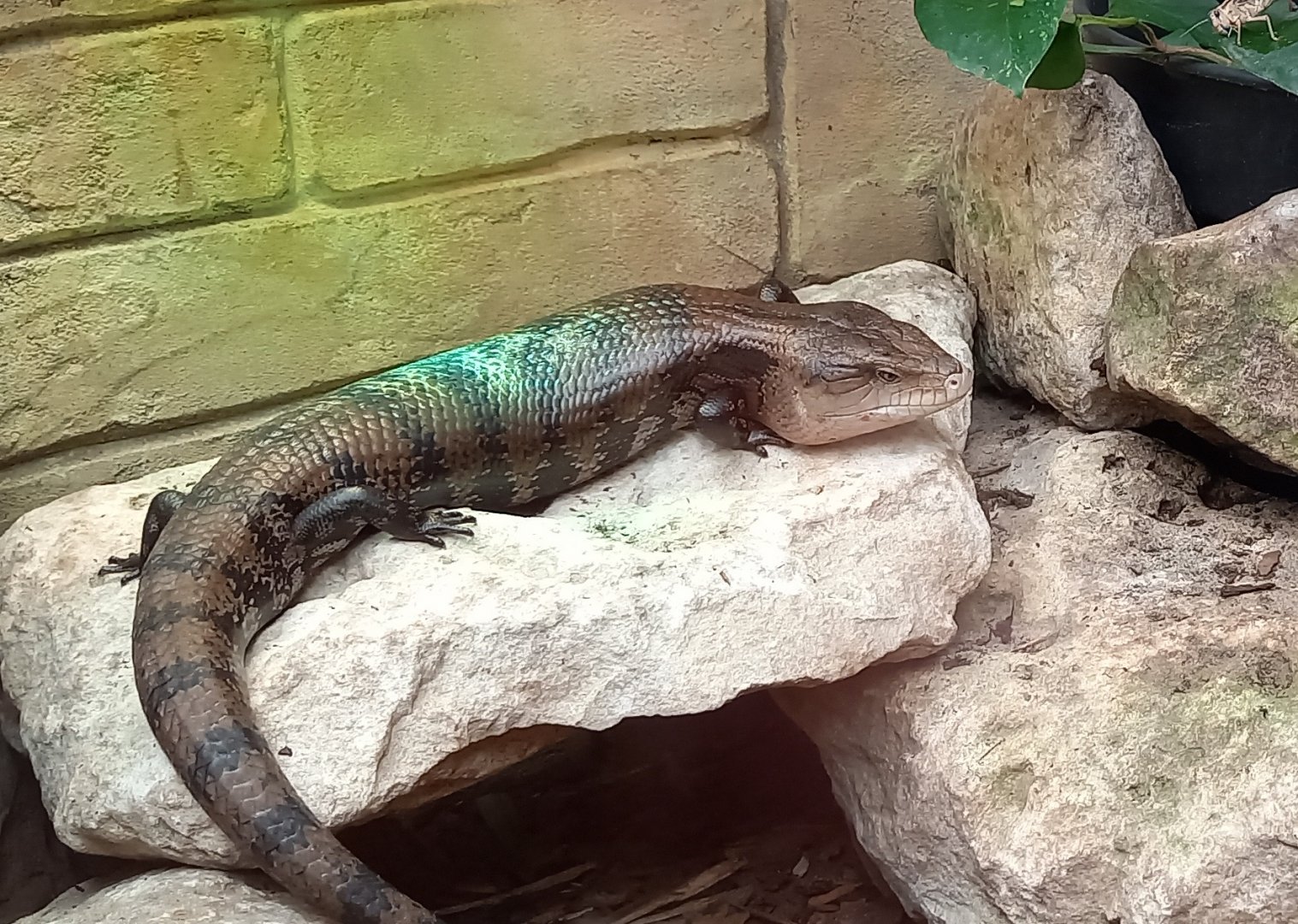 Merakua blue-tongued skink