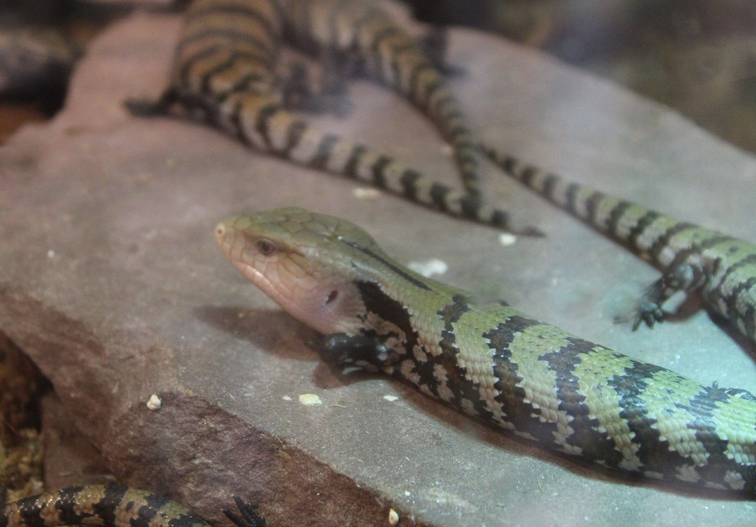 Merakue blue-tongued skinks - juveniles