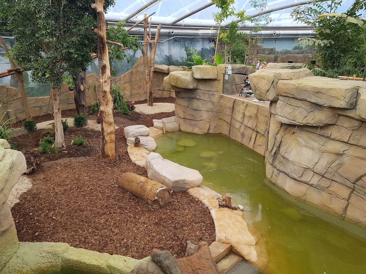 Meranti hall, Howlers and giant otters