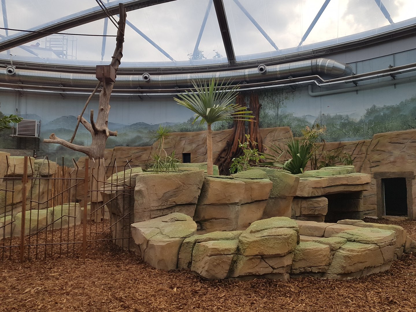 Meranti hall, Lowland tapir