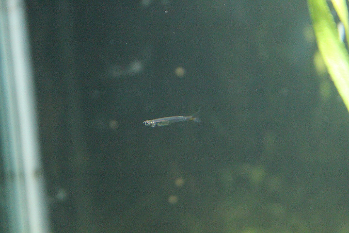 Meratus priapium fish (Phenacostethus sikat)