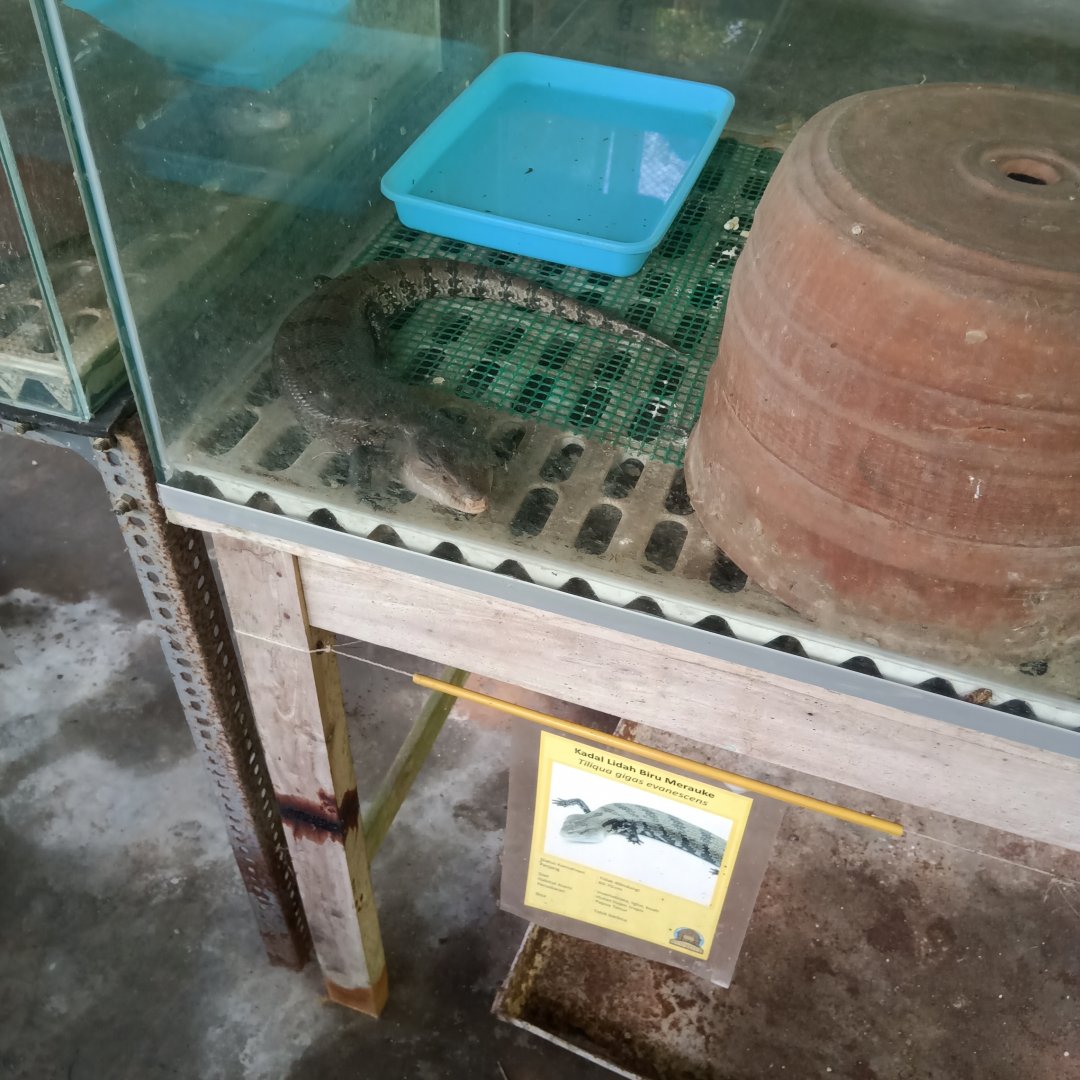 Merauke blue-tongued skink (Tiliqua gigas evanescens) - Sato Loka Resto & Conservation Park