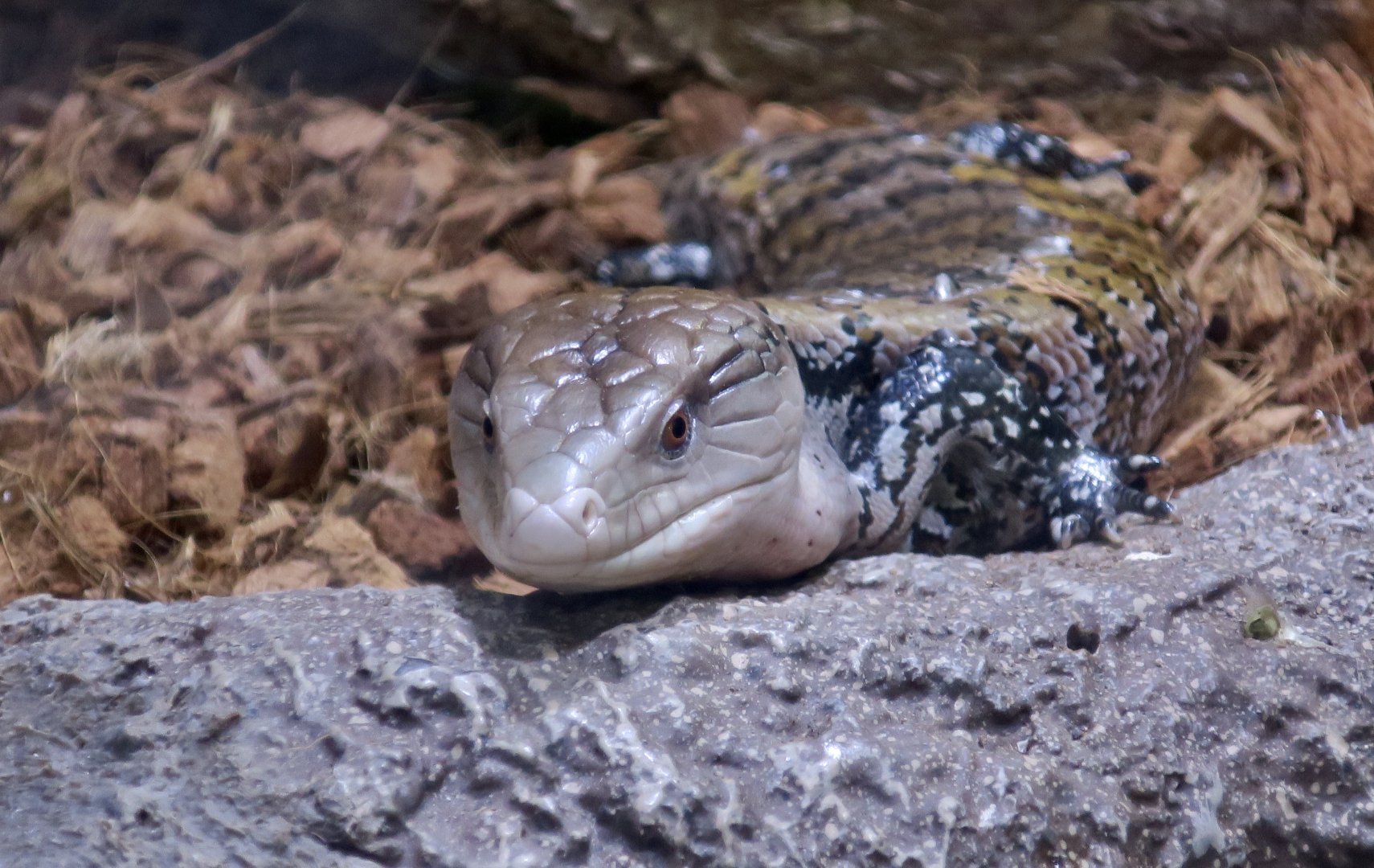 Merauke Blue-Tongued Skink (Tiliqua gigas evanescens)