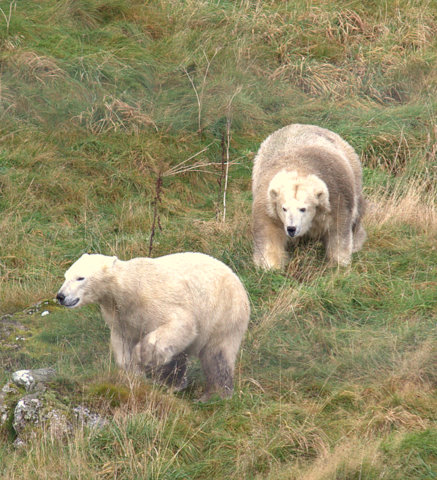 Mercedes' first encounter with Walker
