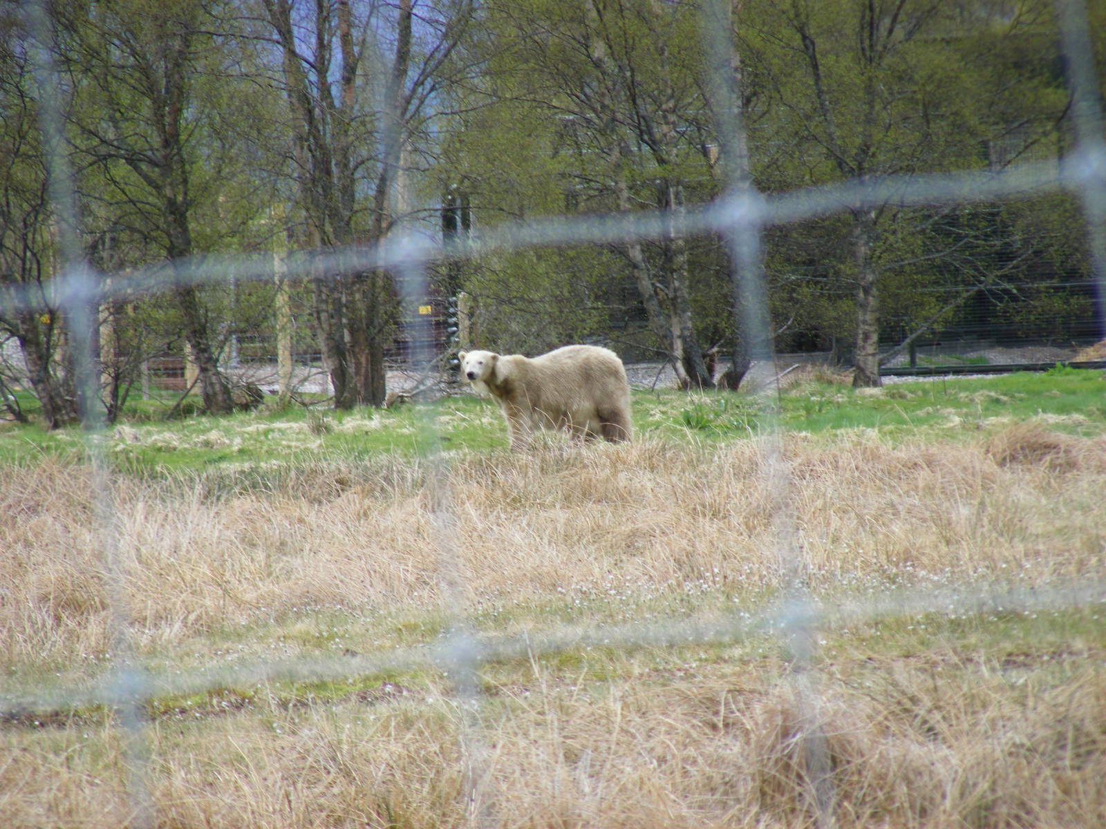 Mercedes the polar bear at Highland Wildlife Park, 17 May 2010