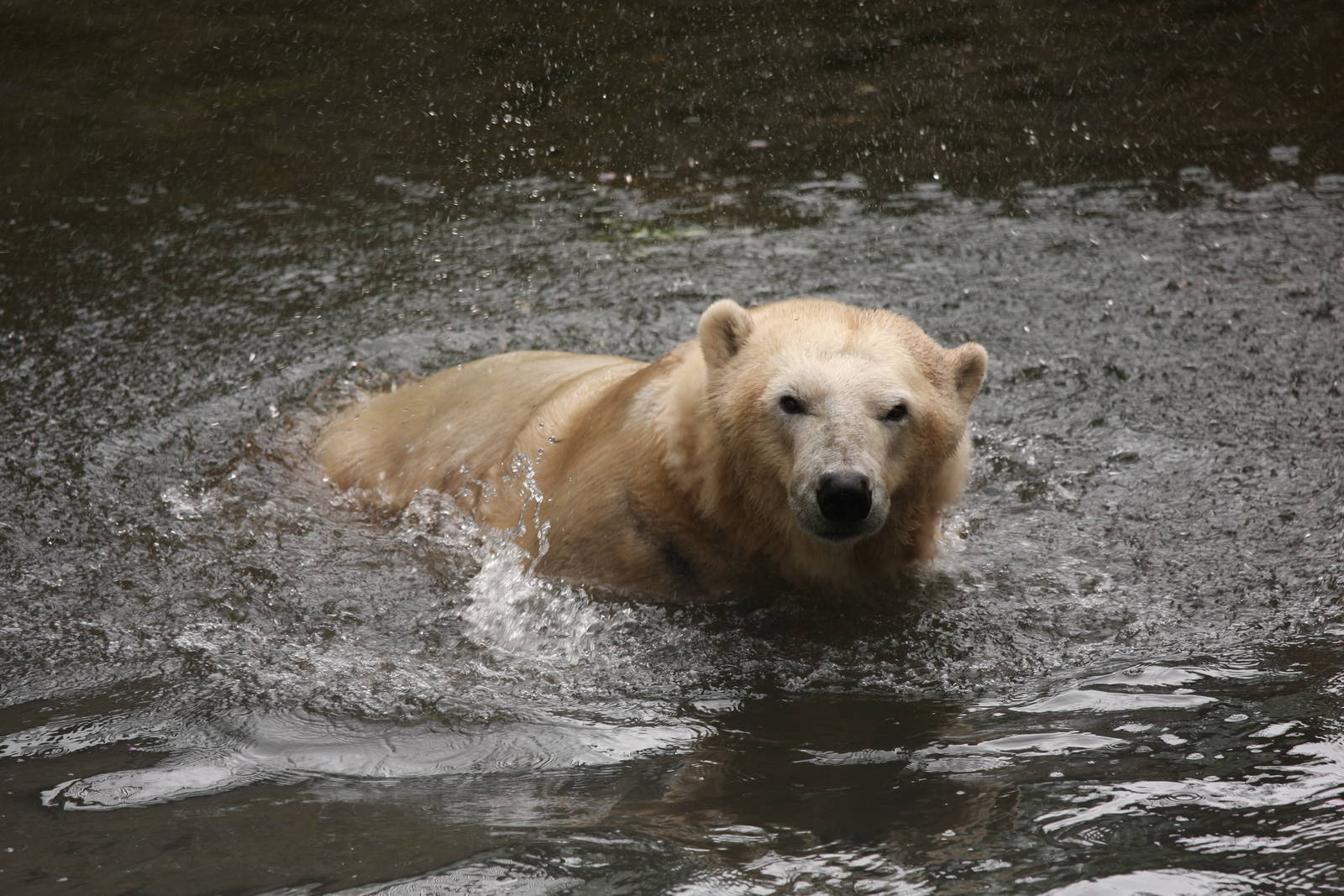 Mercedes the Polar Bear