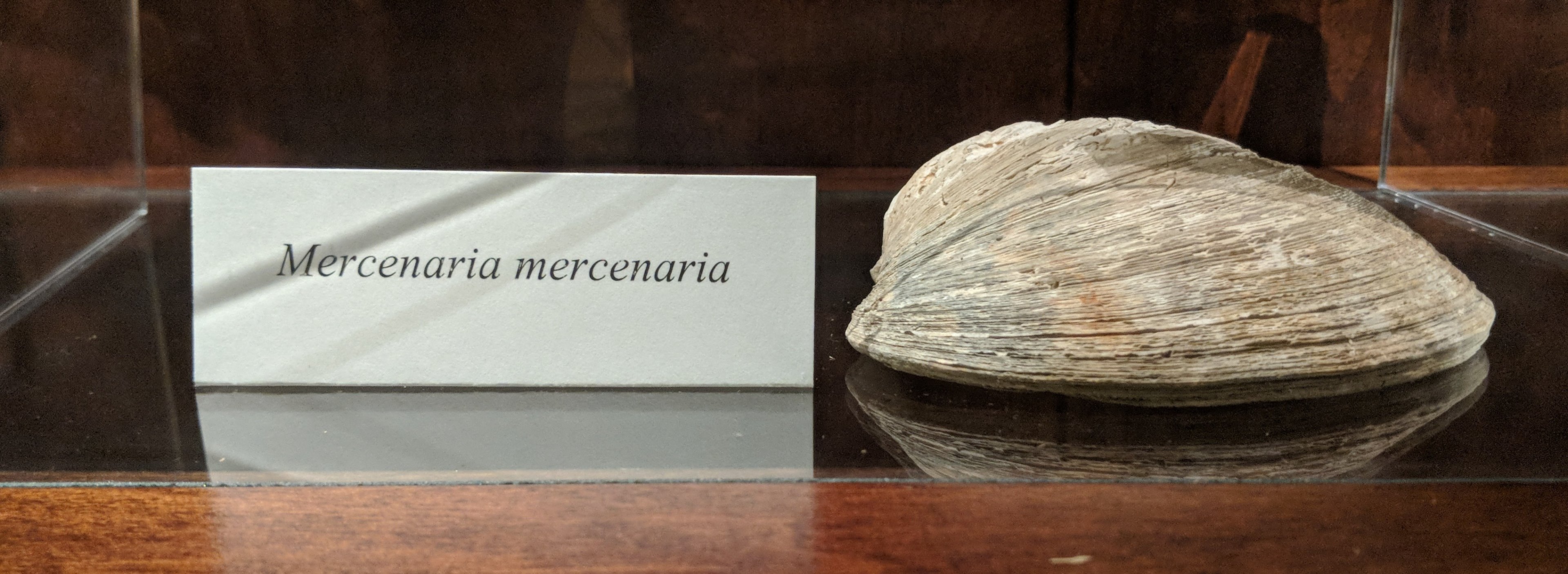Mercenaria mercenaria