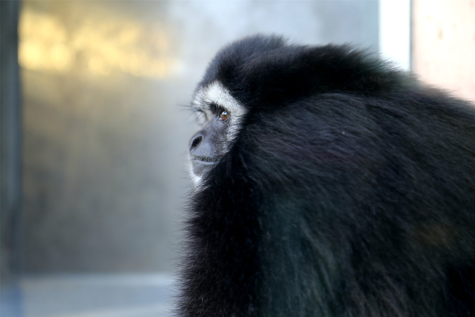 Mercury the Lar Gibbon