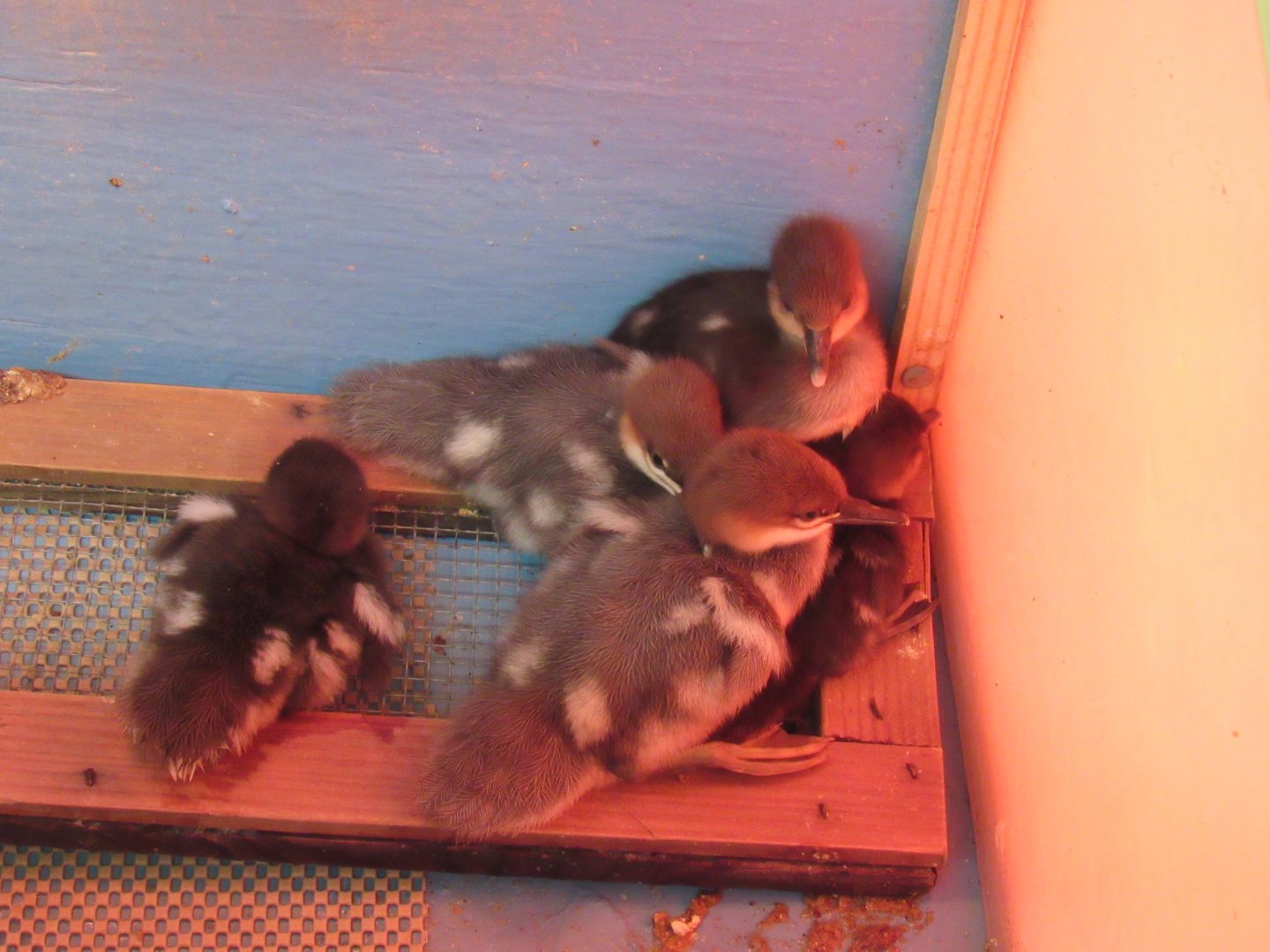 Merganser chicks