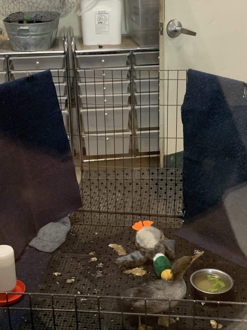 Merganser in nursery