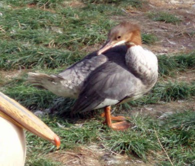 Merganser (Mergus merganser)