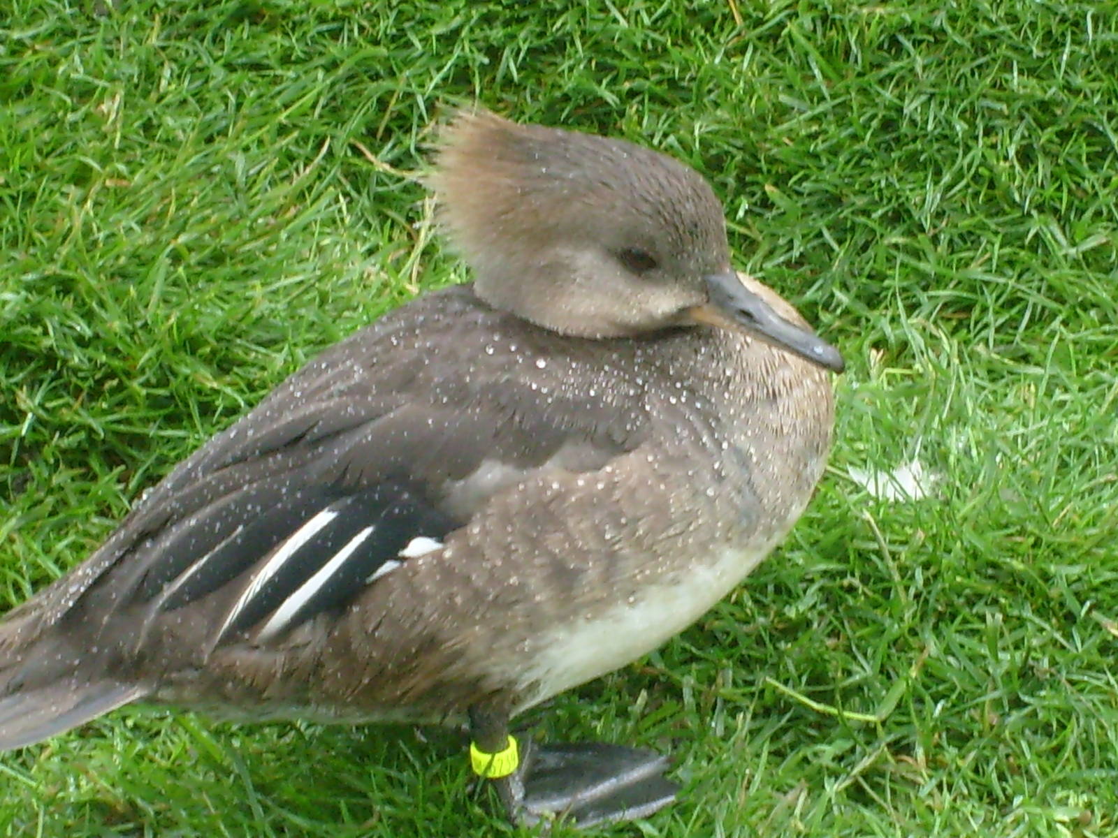 Merganser