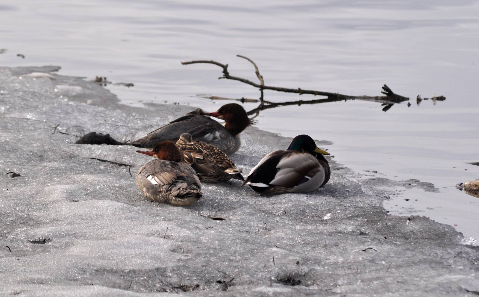 Mergansers and Mallards - Alaska