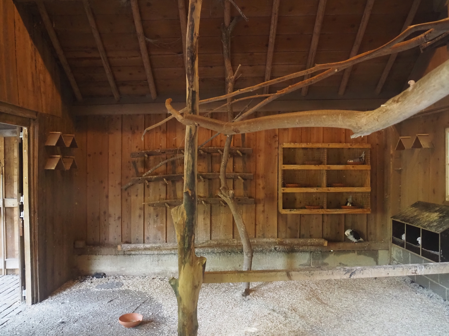 Mergelland chicken and Old Dutch gull pigeon coop, 2024-08-21