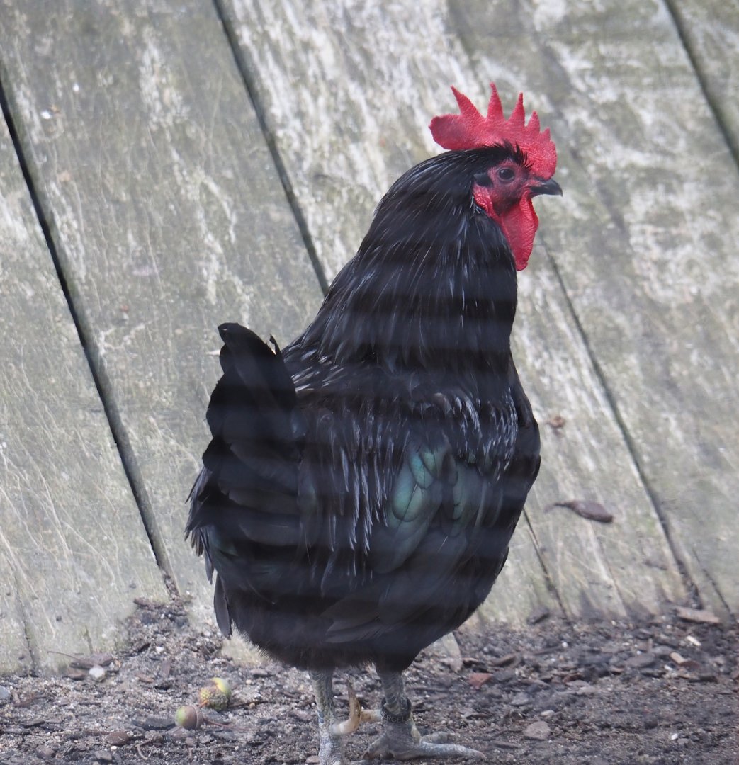 Mergelland chicken (Gallus gallus domesticus), 2024-08-21