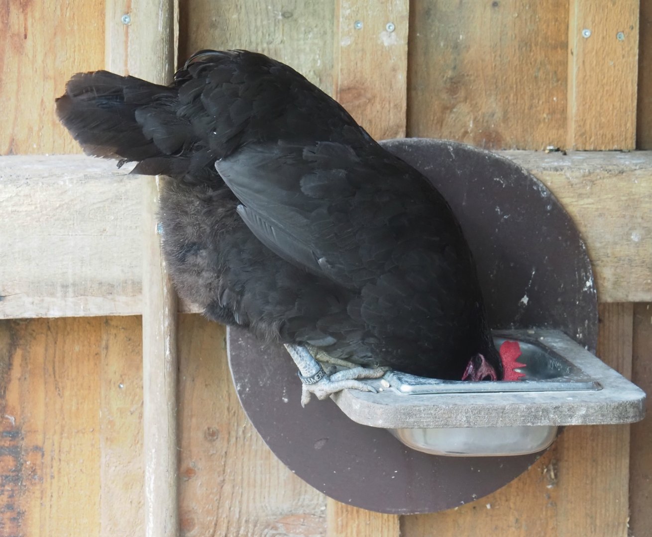 Mergelland chicken (Gallus gallus domesticus), 2024-08-21