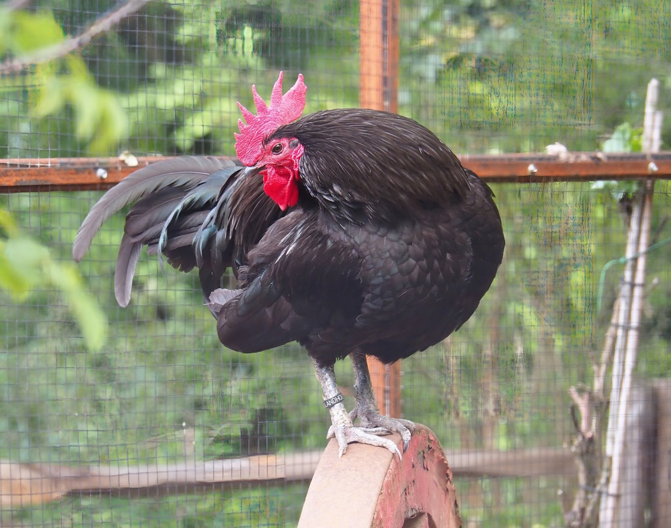 Mergelland rooster (Gallus gallus domesticus), 2023-07-18