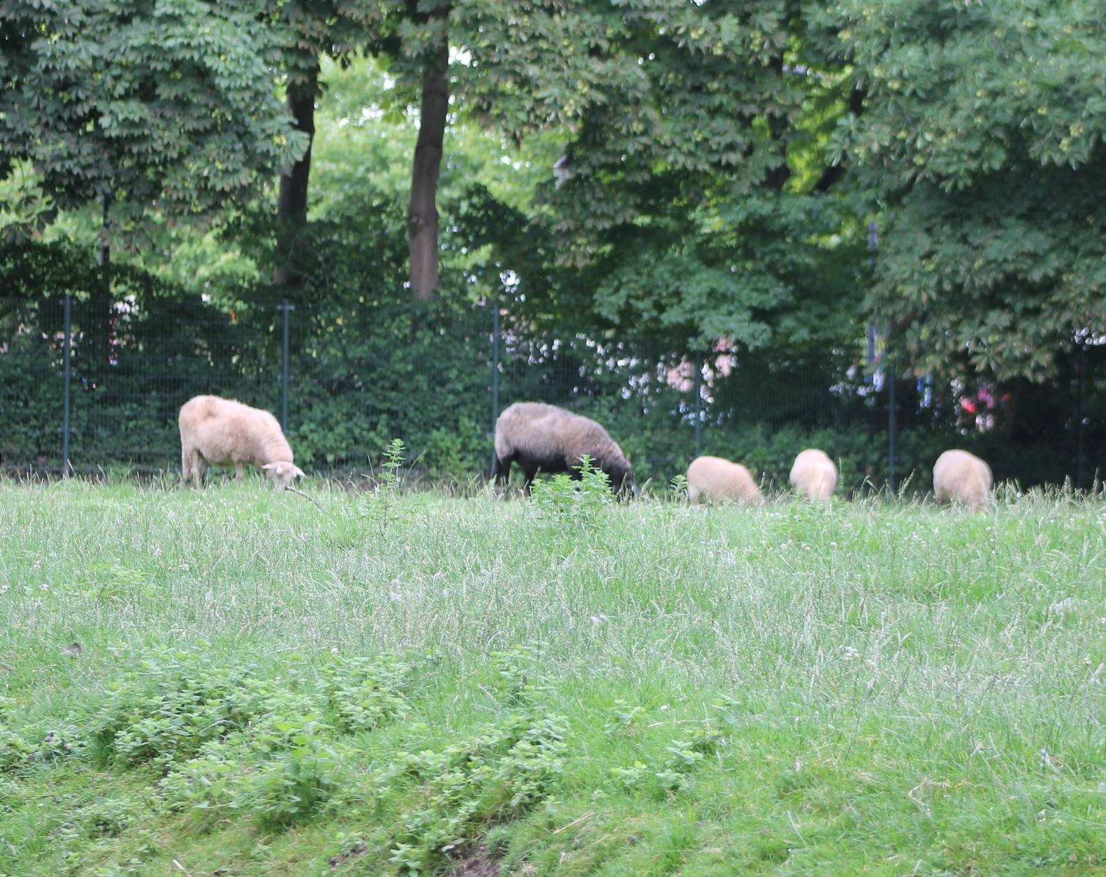 Mergelland-sheep enclosure
