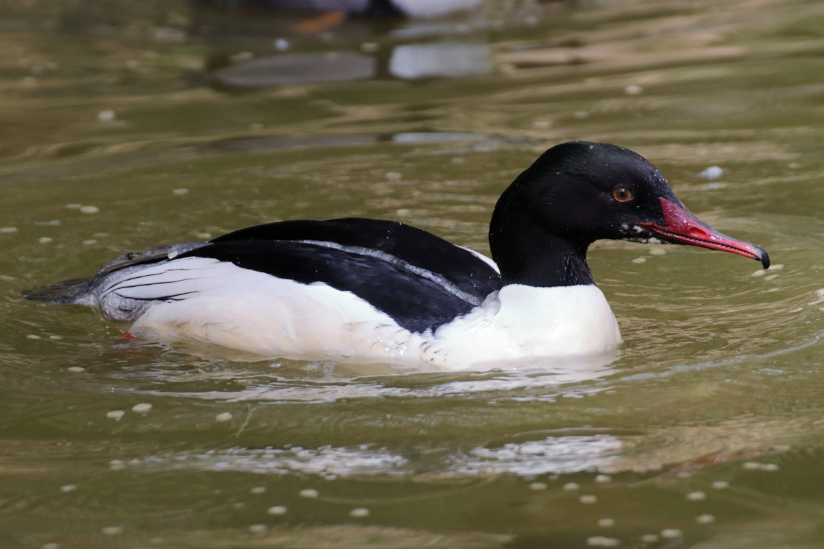 Mergus merganser? (Natura Parc)