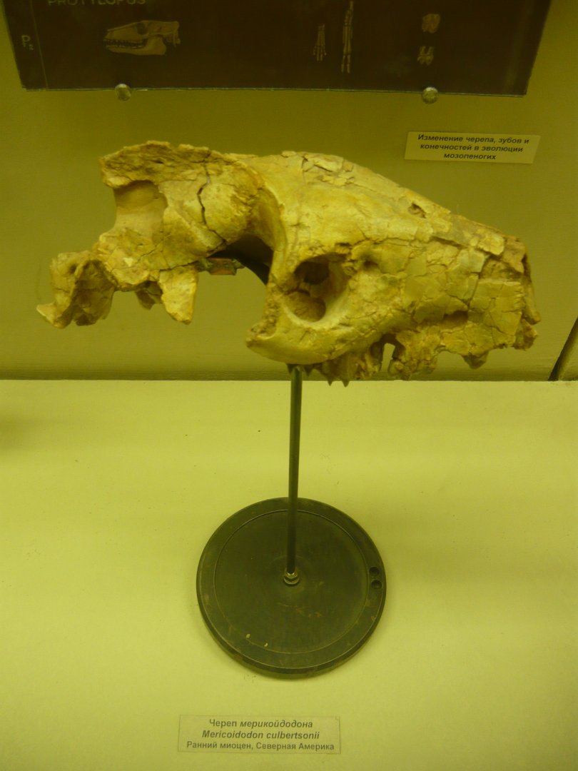 Mericoidodon culbertsonii skull