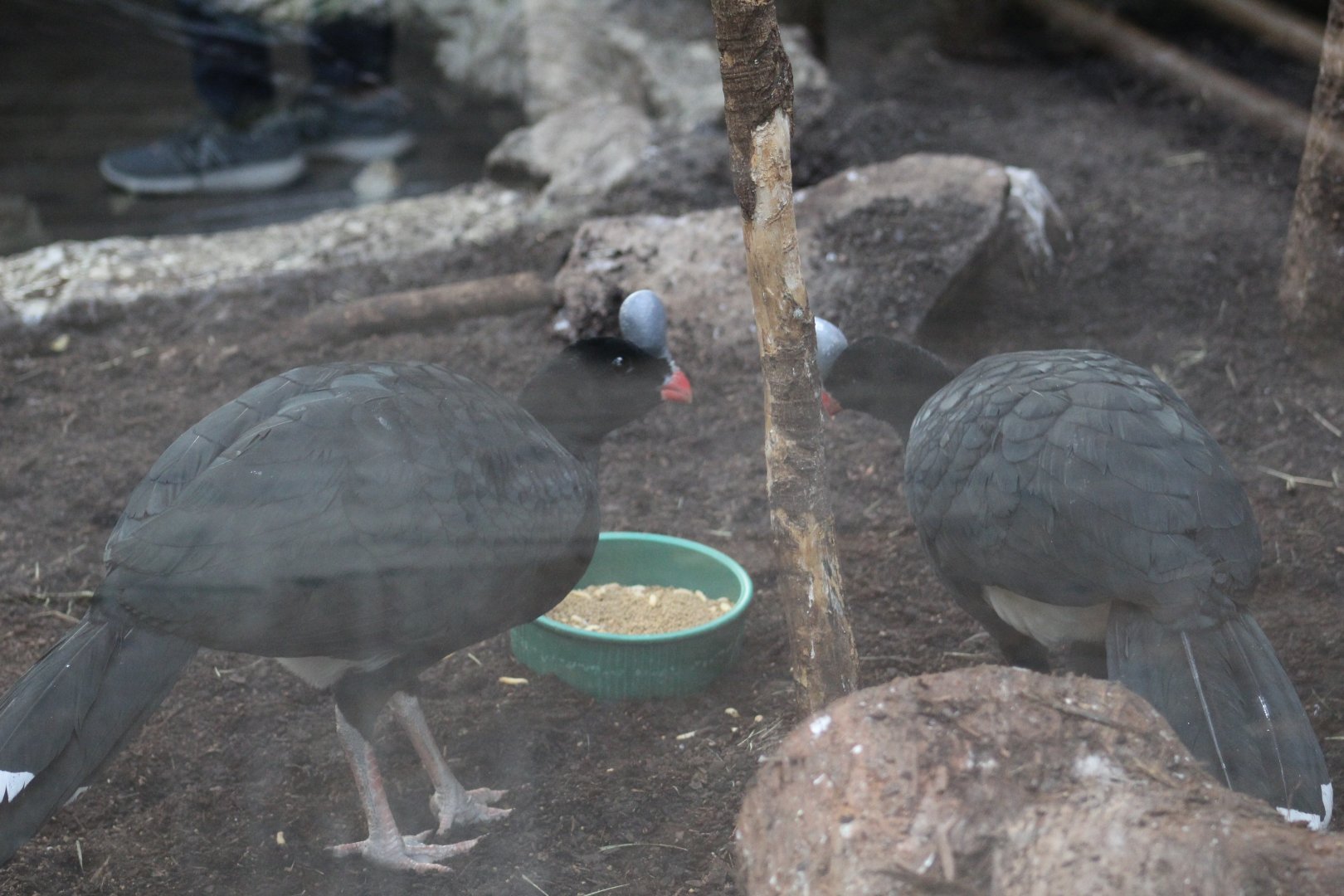 Mérida Helmeted Curassow