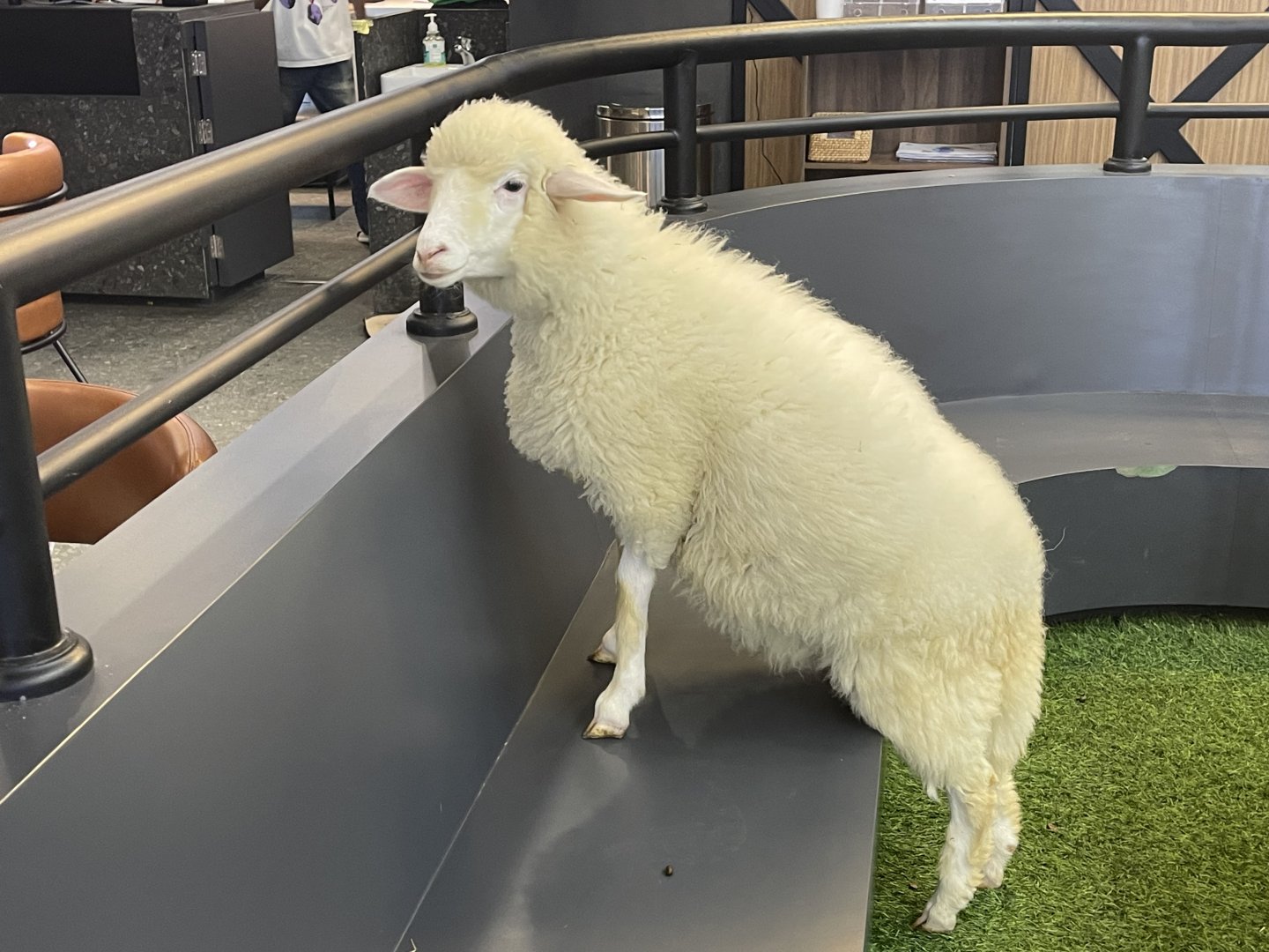 merino sheep (ovis aries)