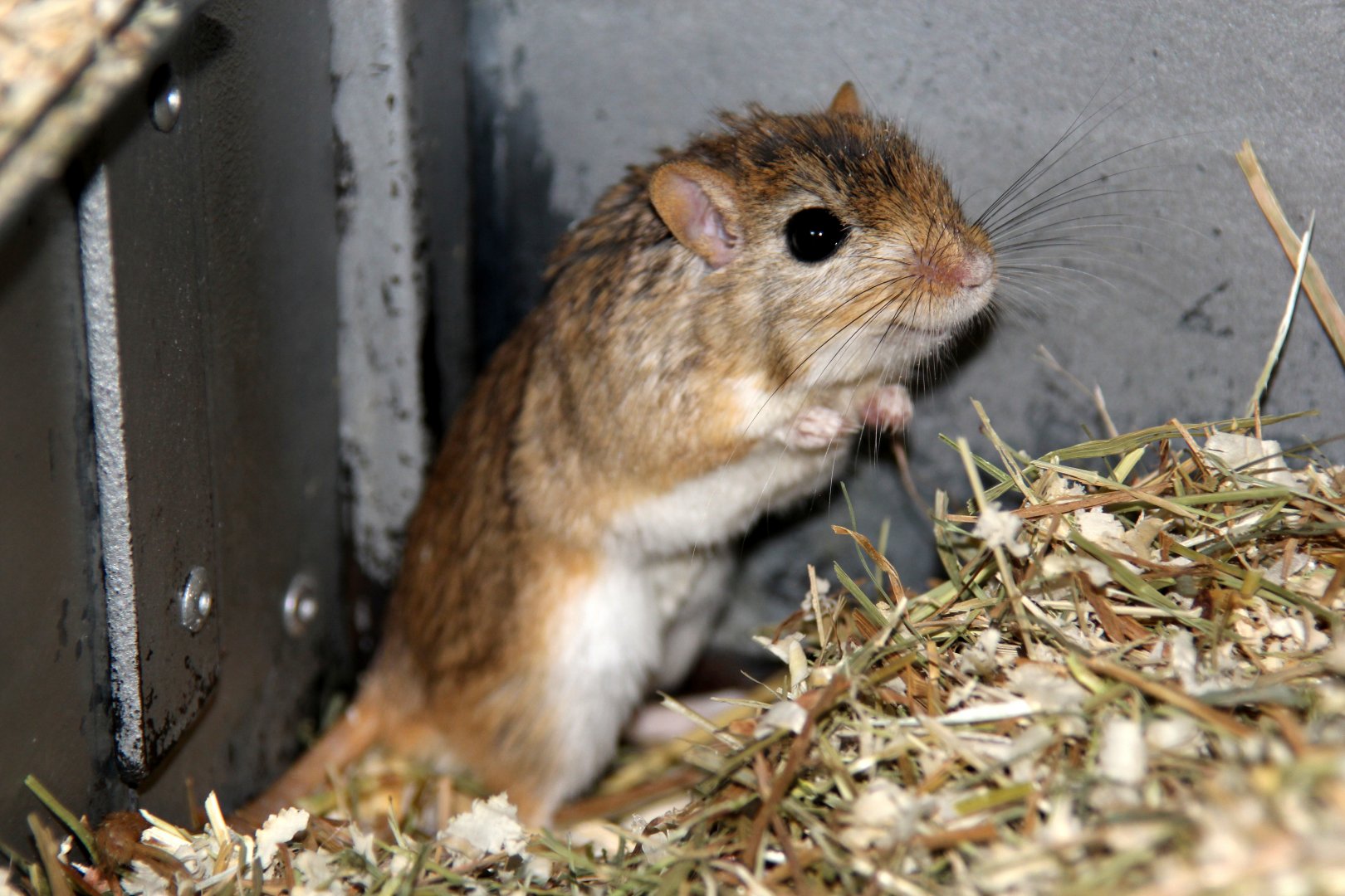 (Meriones meridianus nogaiorum) Midday gerbil