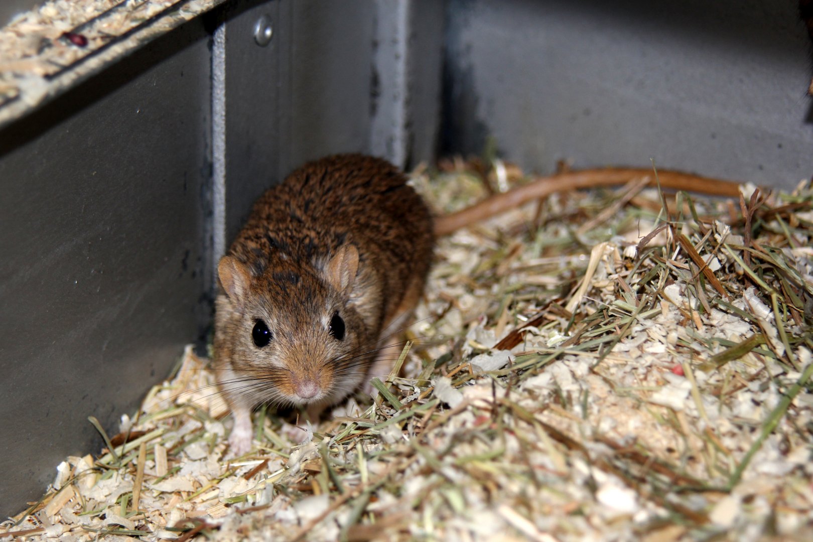 (Meriones meridianus nogaiorum) Midday gerbil