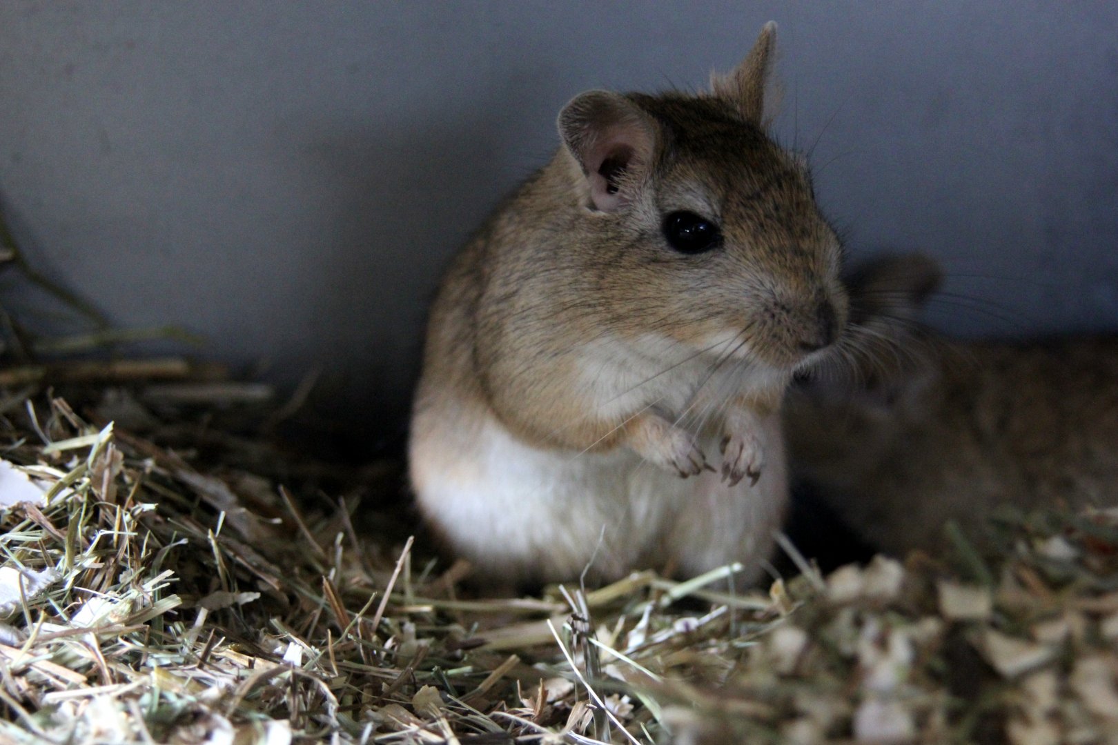 (Meriones vinogradovi) Vinogradov's jird