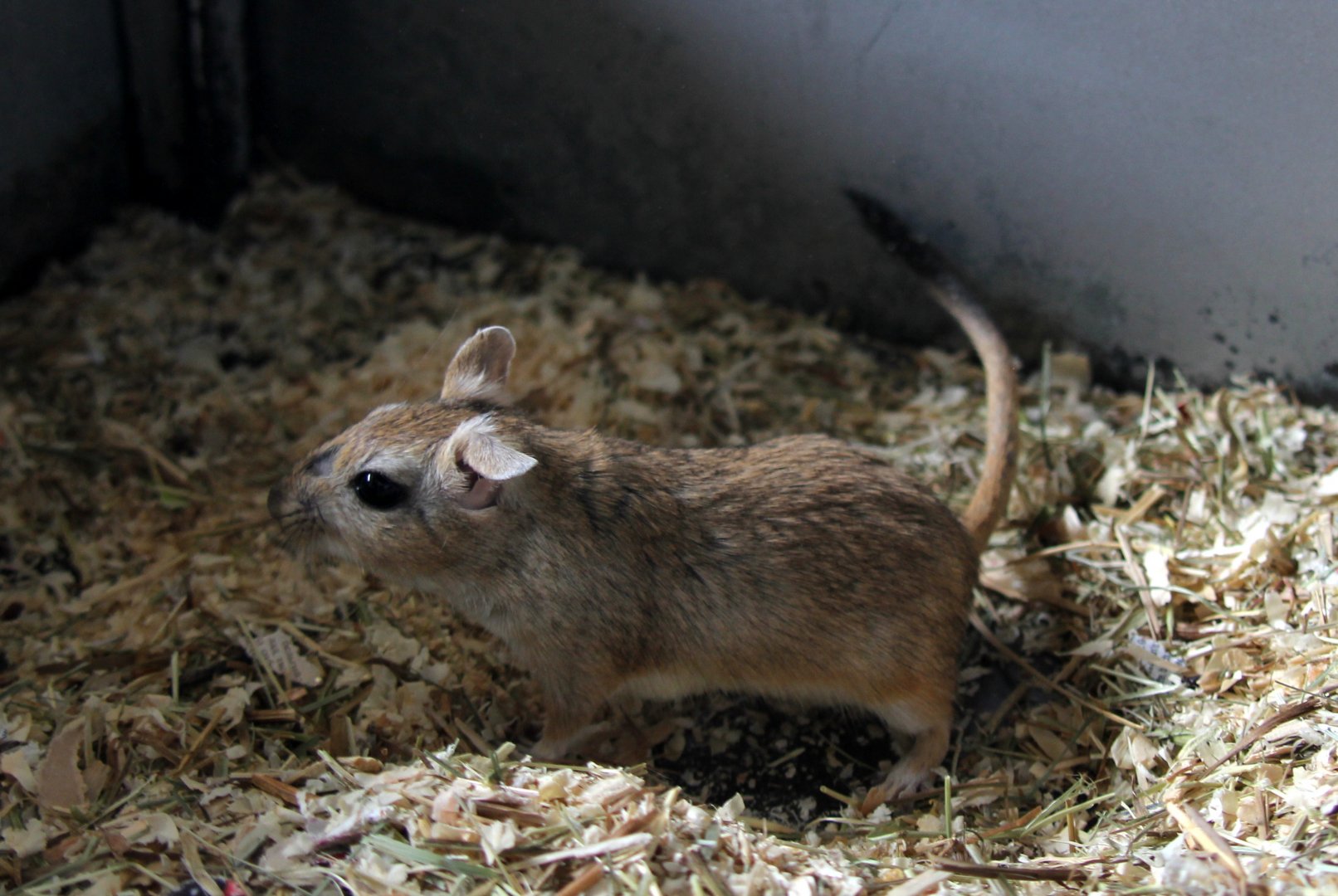 (Meriones vinogradovi) Vinogradov's jird