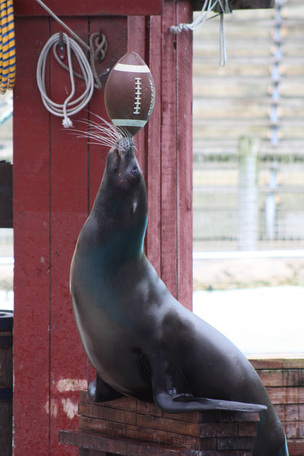 Merlin, 9th June 2014